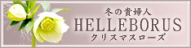 冬の貴婦人 HELLEBORUS クリスマスローズ